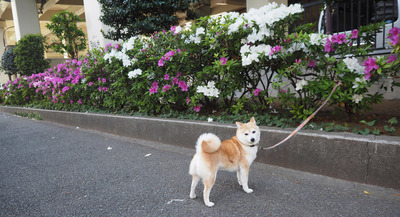 dog.jpg